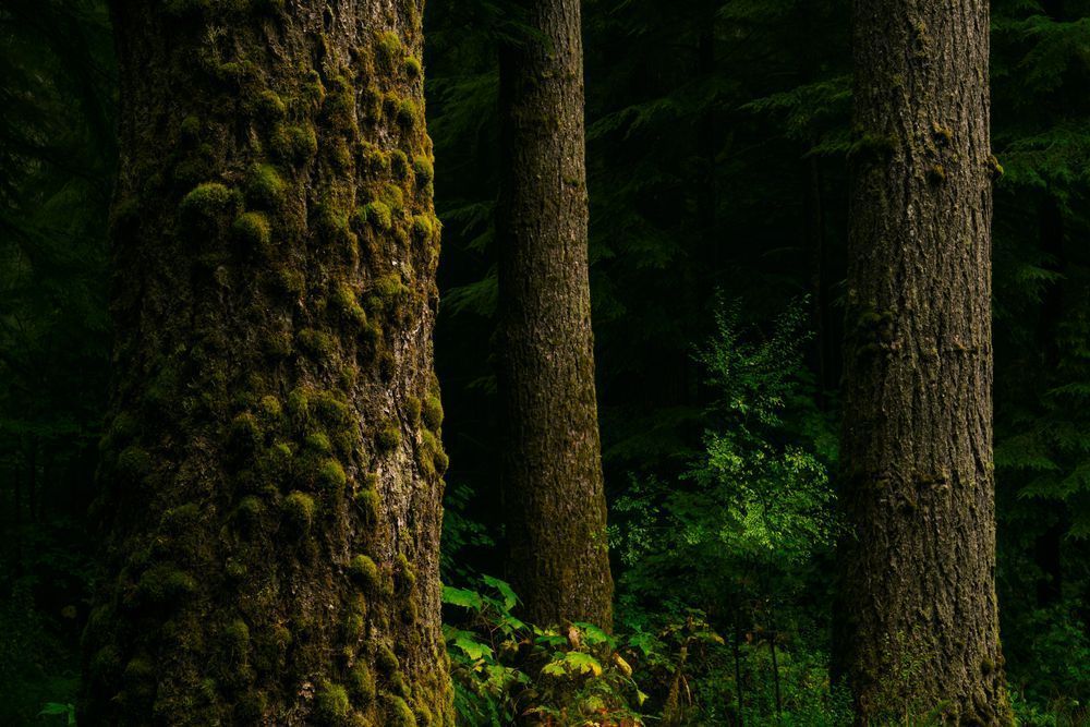 Summer Forest, Butte Creek, Washington, 2020
