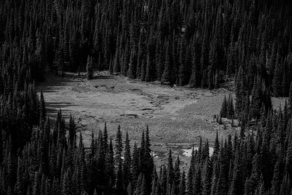 Sunrise Creek Meadow, Washington, 2019