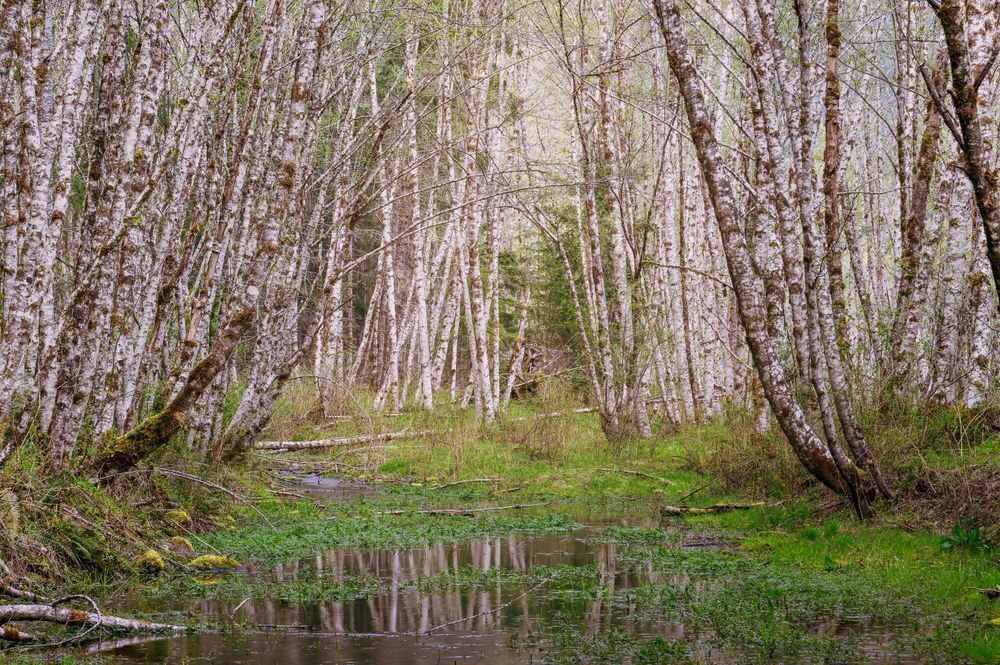 Spring Forest, Cispus Valley, Washington, 2022