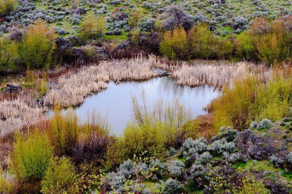Spring Seep Lake, Potholes Coulee, Washington, 2017