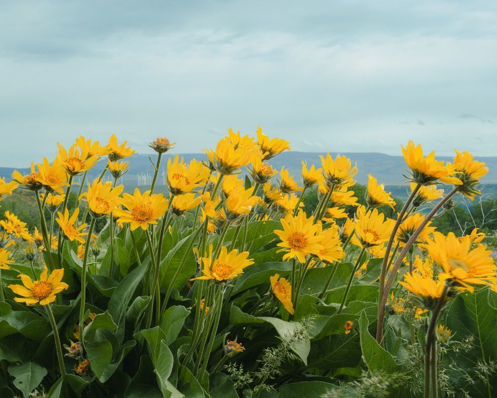 Spring Wildflower Bloom, Kittitas County, Washington, 2011