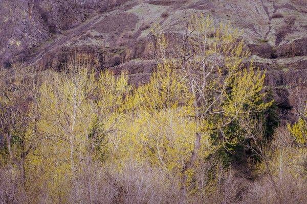 Spring, Tieton River Valley, Washington, 2022