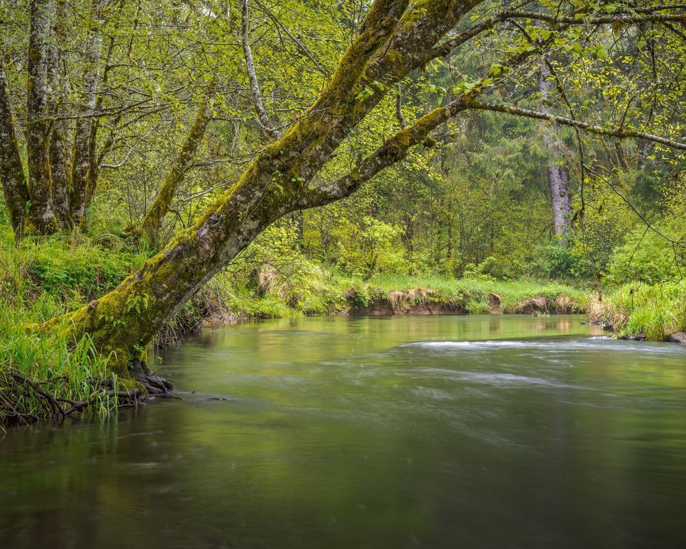 Springtime Along the Willapa River, Washington, 2023