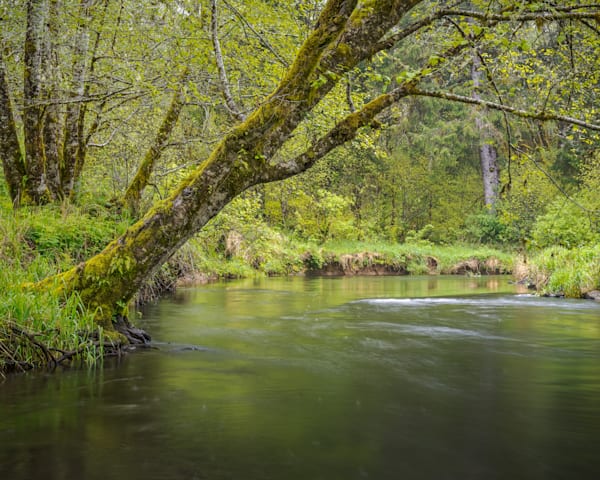 Springtime Along the Willapa River, Washington, 2023