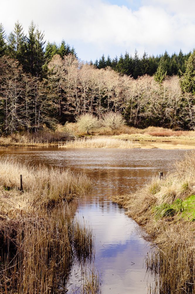 Slough, Cedar River Estuary, Pacific County, Washington, 2017