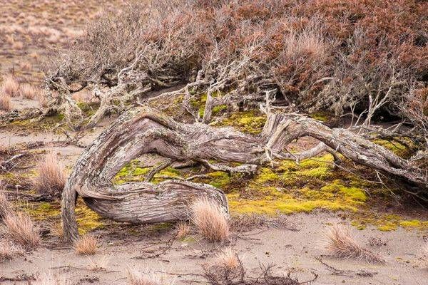 Shaped by the Wind, Deception Pass State Park, Washington, 2016