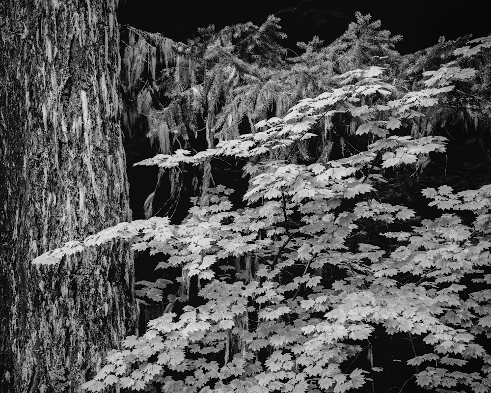 Shadowed Grace, Gifford Pinchot National Forest, Washington 2024