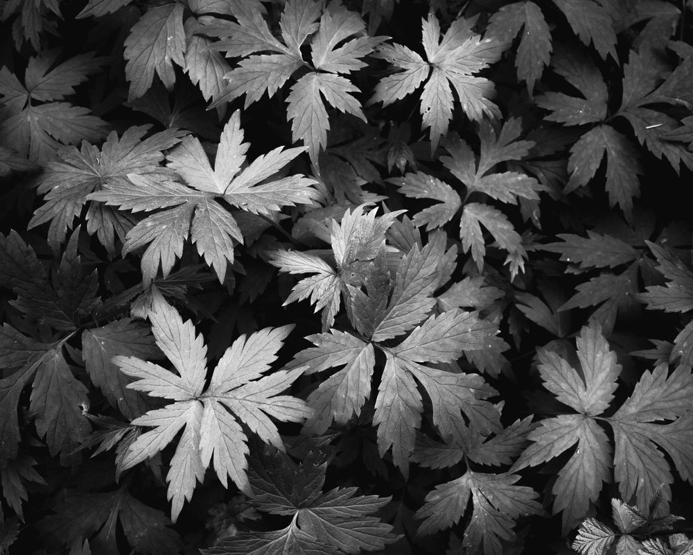 Pacific Waterleaf, Washington, 2021