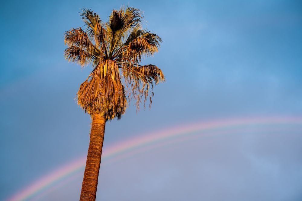 Palm Tree, Los Angeles, California, 2019