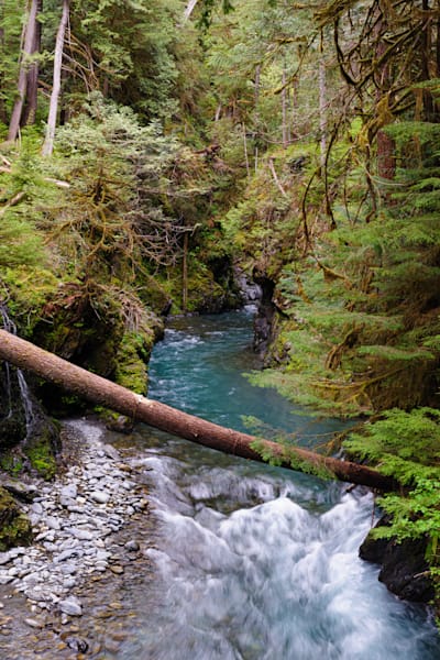 Quinault River at Pony Bridge, Olympic National Park, Washington, 2016