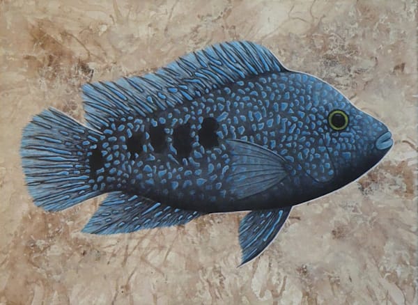 Texas Cichlid Art | Blue Dragon Aesthetics 