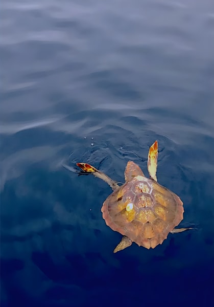 LOGGERHEAD LIFE II