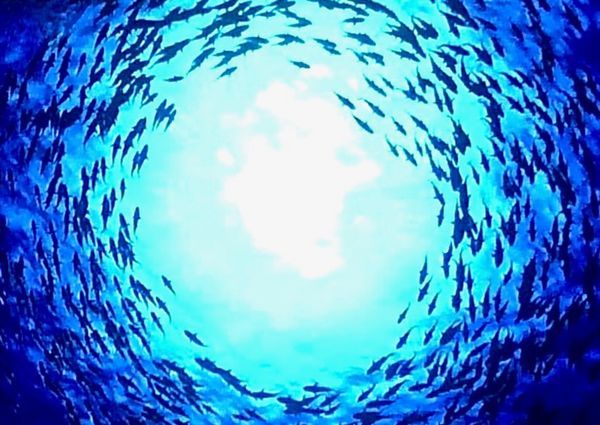Marine Life