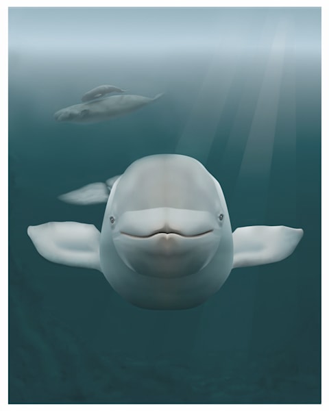 Jet print 