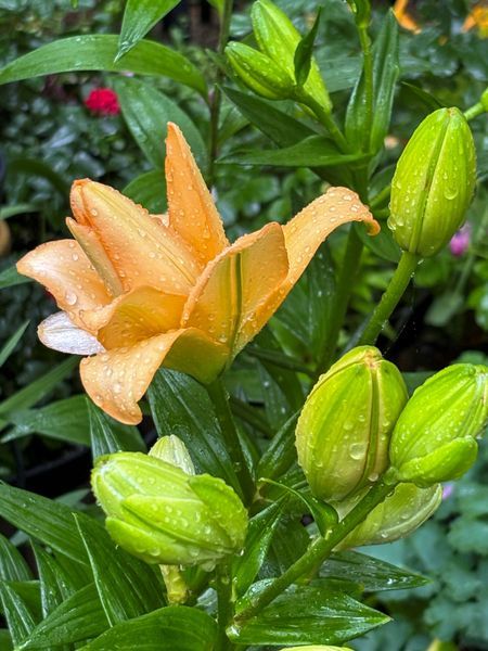 Flowers and Plants