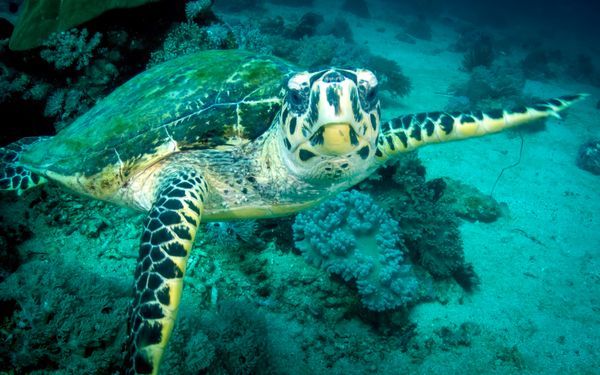 Underwater