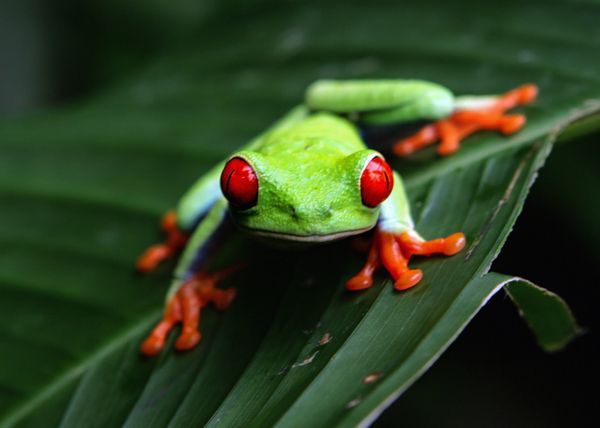 Wildlife