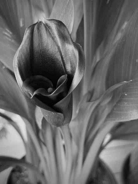 Black and White