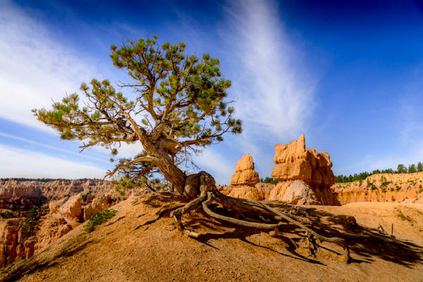 Weathered Tree In Bryce Canyon — Quiet Resilience At The Canyon’s Edge Photography Art | Harry Beugelink Photography