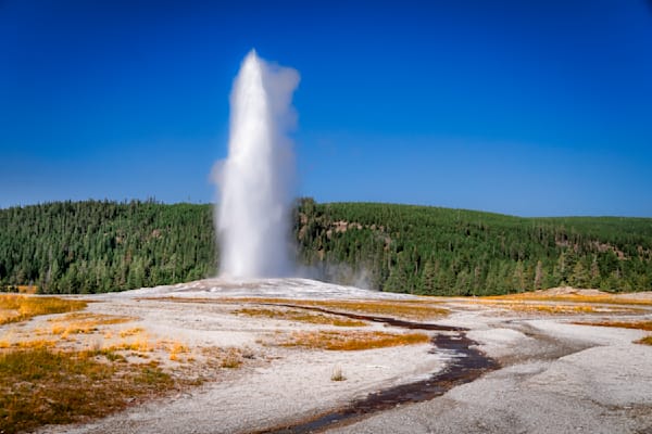 Old Faithful At Full Height — A Sunlit Pillar Of Steam And Forest Edge Photography Art | Harry Beugelink Photography