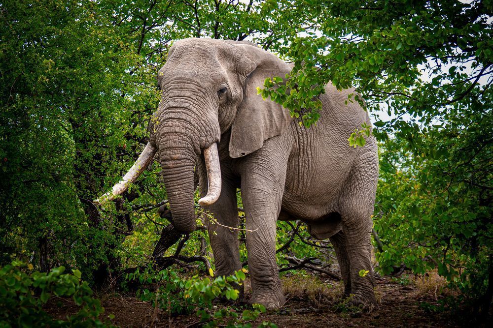 Large Bull Elepohant in Kruger Park