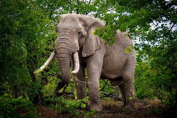 Large Bull Elepohant in Kruger Park