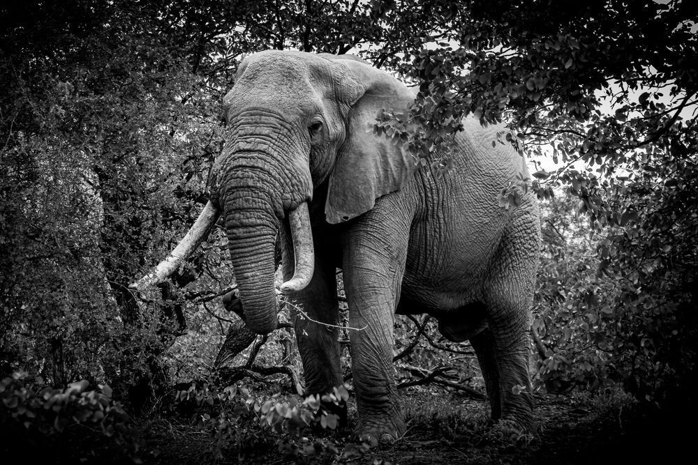 Large Bull Elepohant in Kruger Park in BW