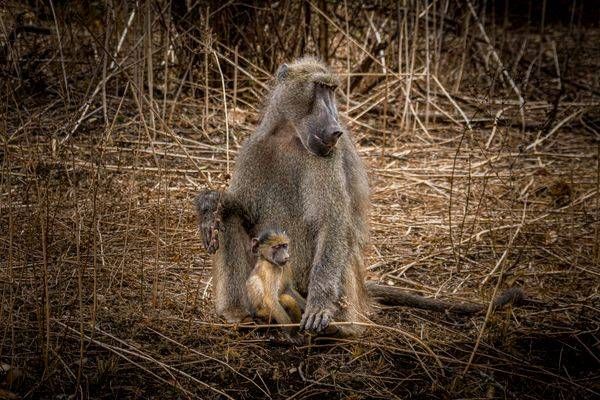 Baboon Maother and Young in Kruger National Park