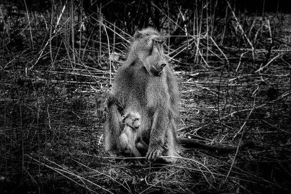 Baboon Maother and Young in Kruger National Park