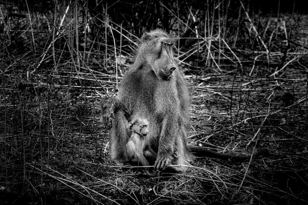 Baboon Maother and Young in Kruger National Park