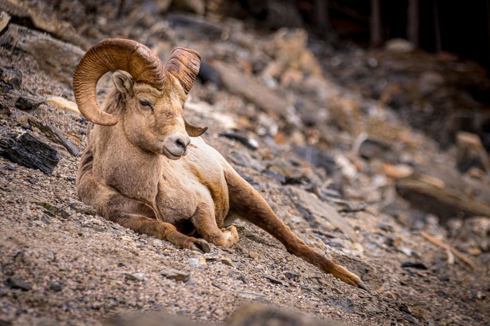 Big Horn Sheep in Jasper National Park