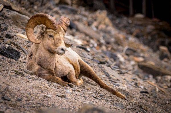 Big Horn Sheep in Jasper National Park