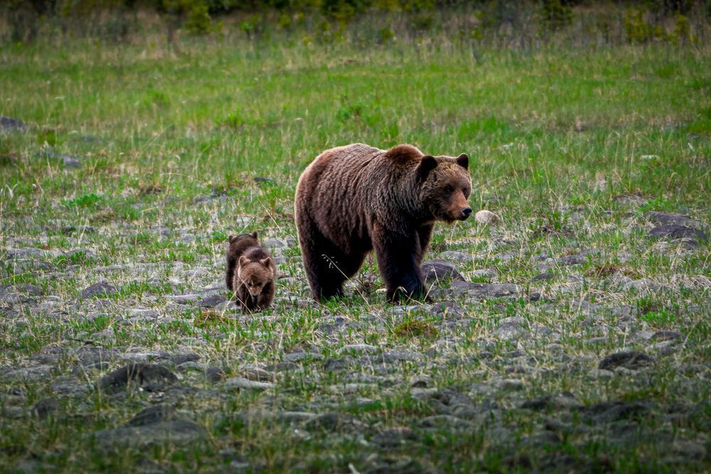 Grizzly with Two Cubs