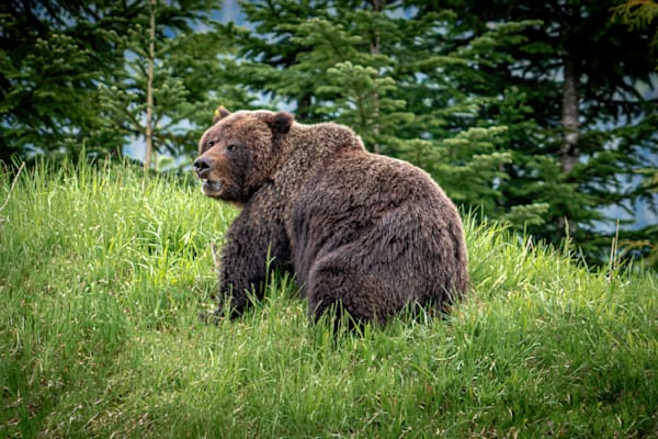 Wildlife of Wild Places