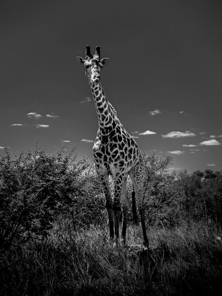 Giraffe in Kruger Park, South Africa