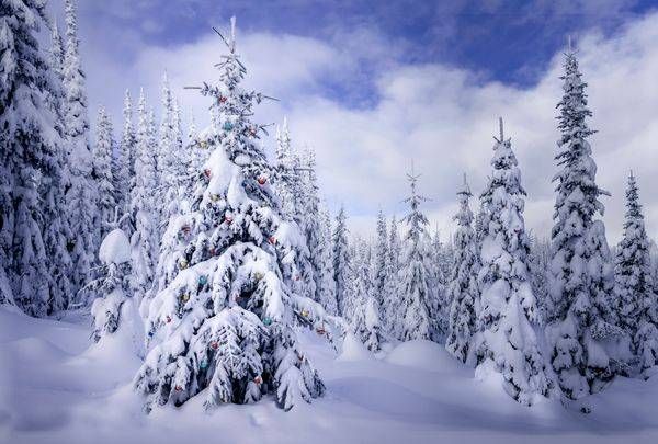 Decorated Christmas Tree in a Snow Covered Forest