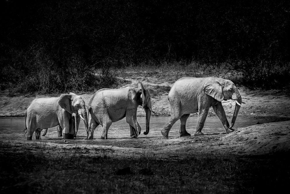 Elephant Parade in Kruger National Park, South Africa