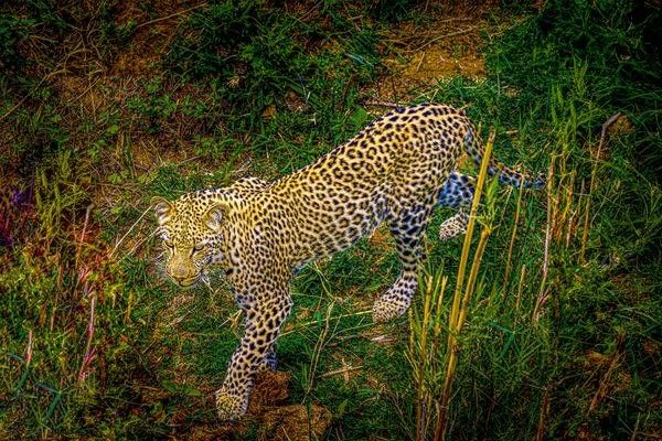 Leopard in Kruger National Park, South Africa