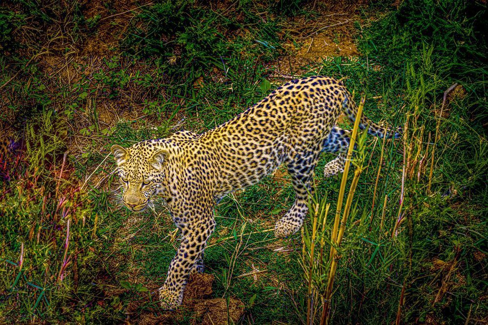Leopard in Kruger National Park, South Africa