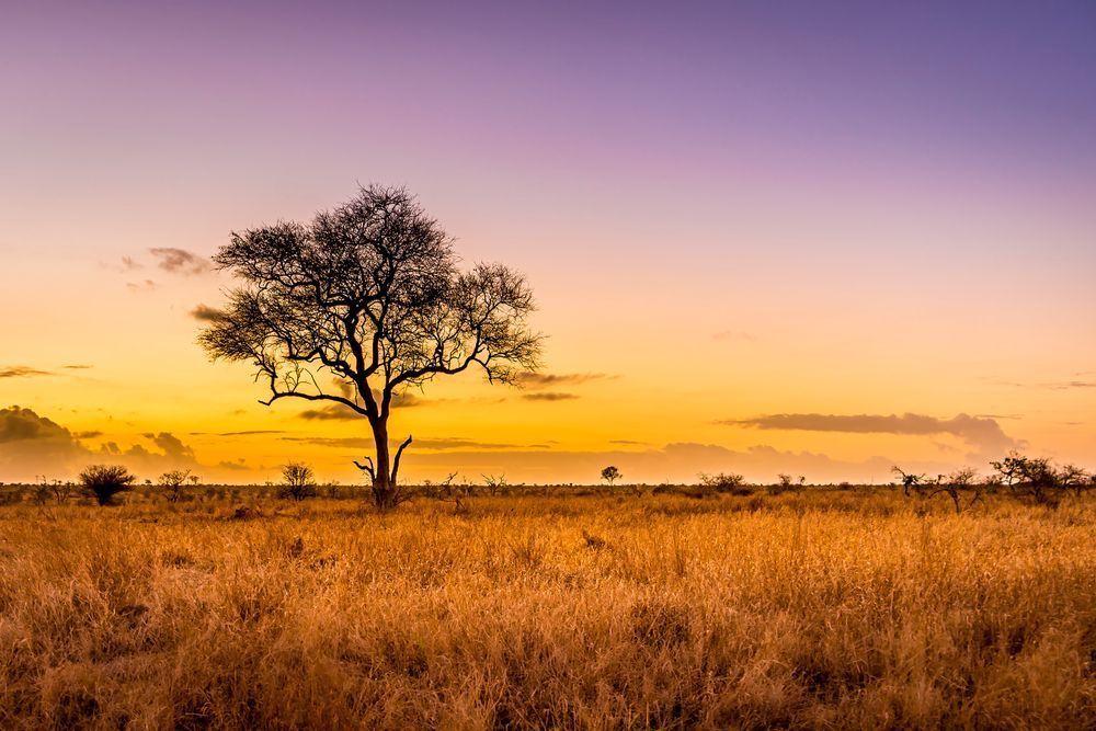 Sunrise in Savanah