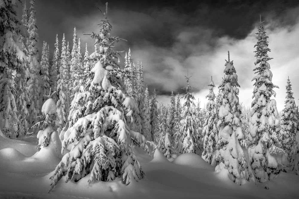 Snow covered Trees in the Forest at Sun Peaks Resort