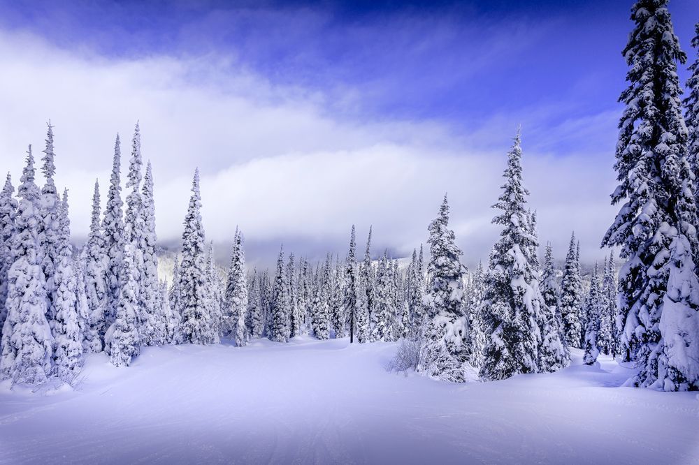 Skiing through the Snow Covered Forest