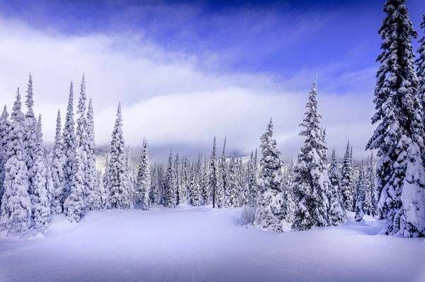 Skiing through the Snow Covered Forest