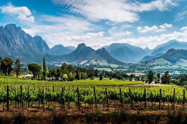 Vineyards of the Cape Winelands in the Franschhoek, South Africa