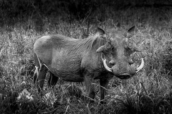 Warthog in Kruger National Park in BW