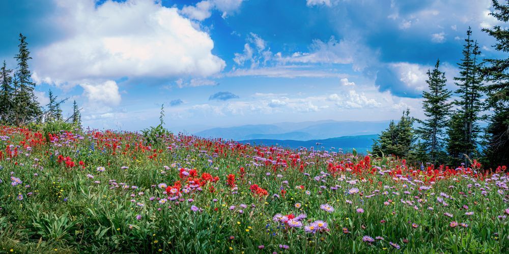 Panorama of Wildflowers on Tod Mountain British Columbia