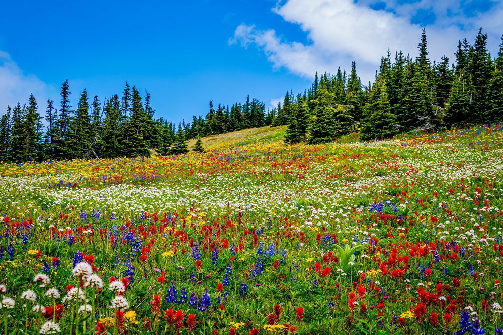 Wildflower Carpet on Tod Mountain in the Okanagen Region of British Columbia
