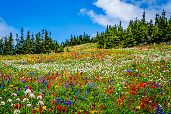 Wildflower Carpet on Tod Mountain in the Okanagen Region of British Columbia