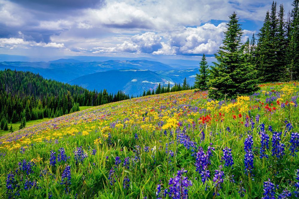 Wildflowers on Tod Mountain in the Okanagen Region of British Columbia