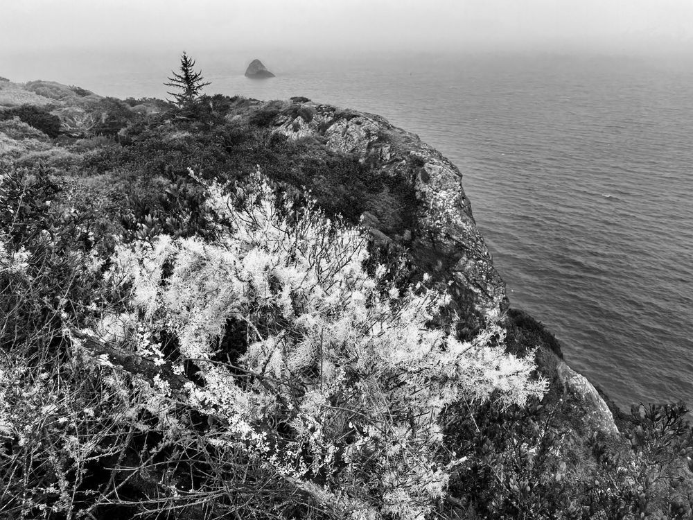 Bright Bush Above Trinidad Shoreline Art | Patrick Cosgrove Art and Photography